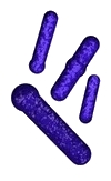 Clostridium image